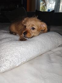 Piccolo cane meticcio