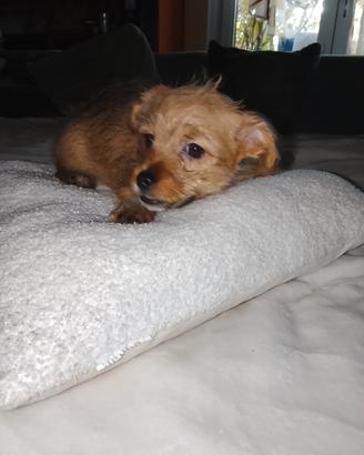 Piccolo cane meticcio