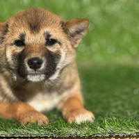 Shiba Inu