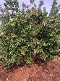 Ciliegieto Corato 3622 mq