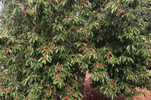 Ciliegieto Corato 3622 mq