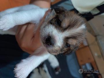 Cuccioli beagle