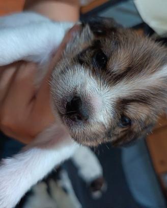 Cuccioli beagle
