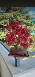 Bonsai Acero Rosso