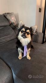 Chihuahua maschio pelo lungo per accoppiamento