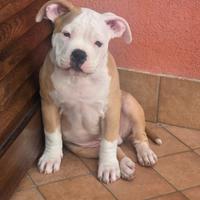 American bully