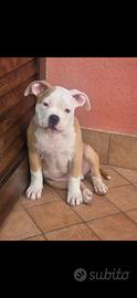 American bully