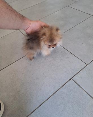 Cuccioli di spitz pomerania taglia mini toy