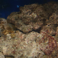 Rocce vive x acquario marino