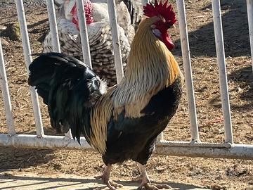 Gallo marans