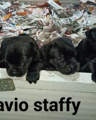 Staffordshire bull terrier