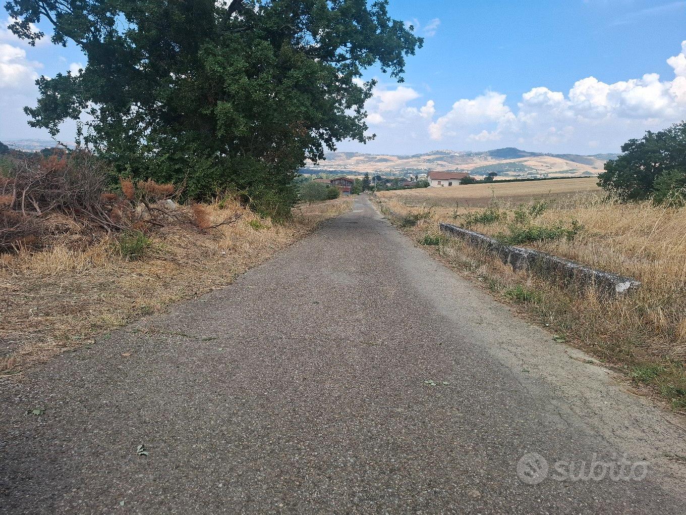 Terreno di 40 olivi in frutto - Vista 4