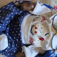 Bambola reborn cane meraviglioso dolcissimo