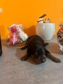 Pincher toy
