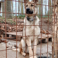 Cucciolo di Lupo cecoslovacco