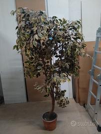 Pianta finta decorativa