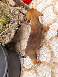 Cuccioli BASSOTTO NANO