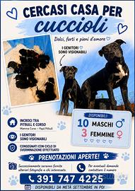 Incrocio tra pitbull e corso