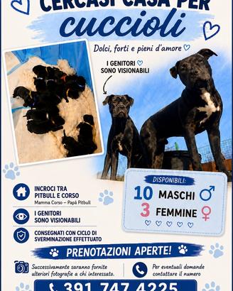 Incrocio tra pitbull e corso