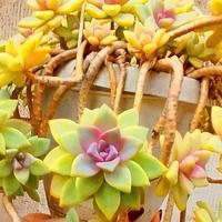 pianta grassa in vaso  graptopetalum paragu