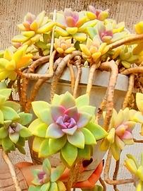 pianta grassa in vaso  graptopetalum paragu