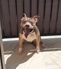 Per accoppiamento ukc tricolor pedegree