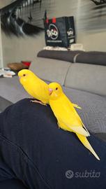 Cocorita