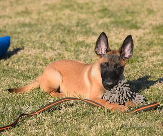Pastore Belga Malinois