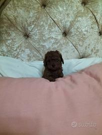 Cuccioli di barboncini toy