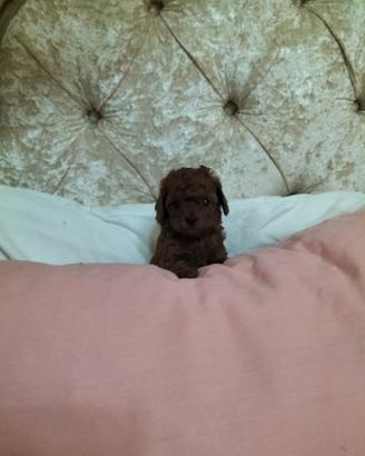 Cuccioli di barboncini toy