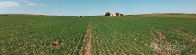 Prestigiosa Azienda Agricola di 40 Ha in Corpo Uni