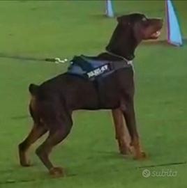 Dobermann