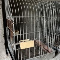 Gabbie per uccelli canarini