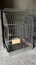 Gabbie per uccelli canarini