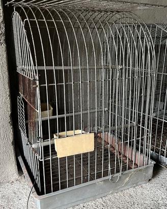 Gabbie per uccelli canarini