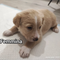 Cuccioli di cane meticci