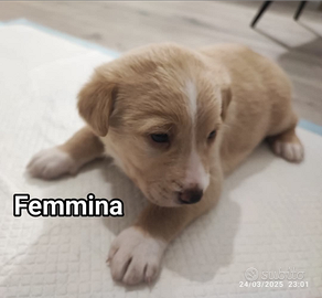 Cuccioli di cane meticci