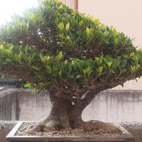 BONSAI FICUS