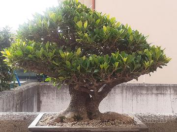 BONSAI FICUS