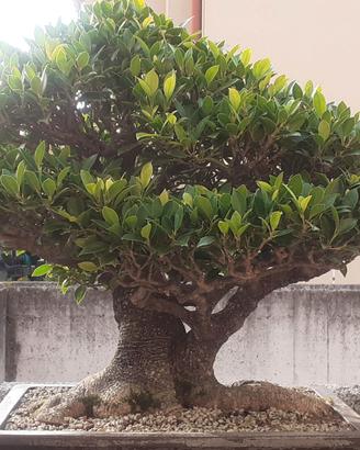 BONSAI FICUS