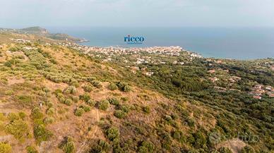 Marina di Camerota: uliveto