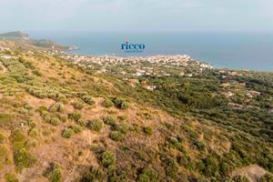 Marina di Camerota: uliveto