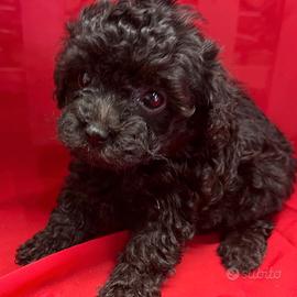 Cuccioli barboncini toy solo femmine neri