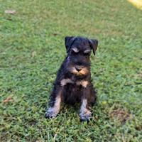 Schnauzer nano