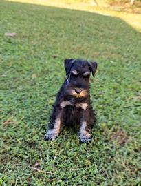 Schnauzer nano