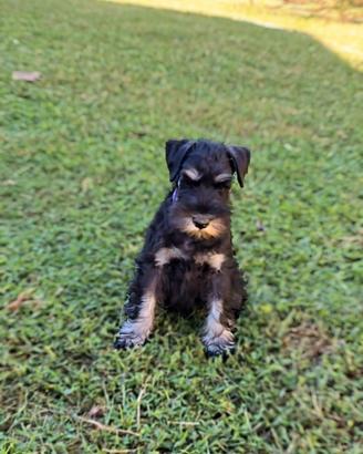 Schnauzer nano