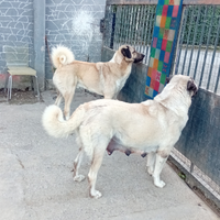 Disponibili cuccioli di Kangal Turco nati il 16/10