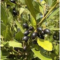 20 semi di laurus nobilis alloro bonsai giardino