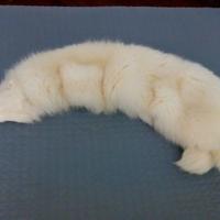 Stola/collo volpe bianca
