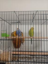 Coppia pappagallini cocorita + gabbia